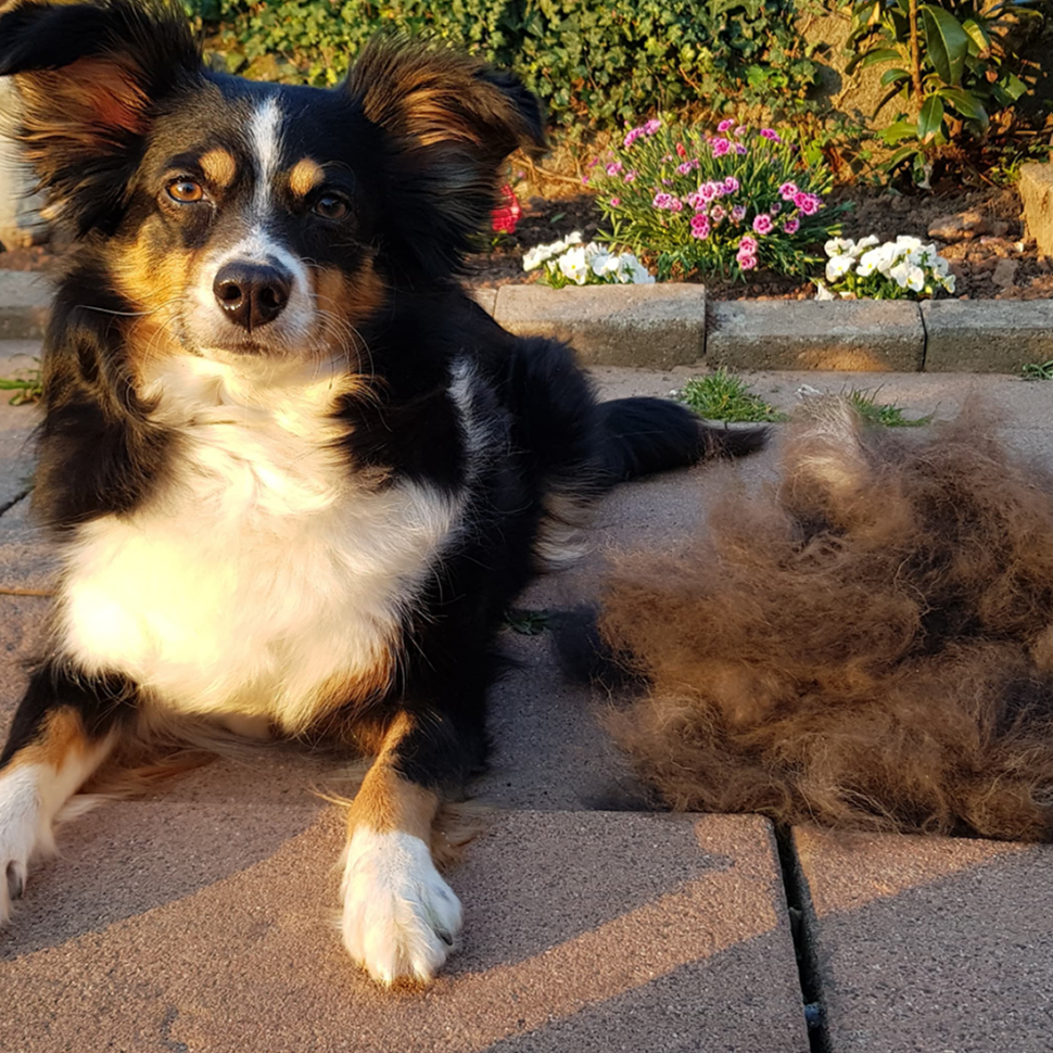 Der Fellwechsel beim Hund So kannst du deinen Vierbeiner unterstützen!